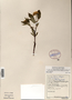 Image taken for vplants.org  project. Botanical specimen V0011971F