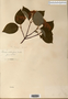 Image taken for vplants.org  project. Botanical specimen V0011988F