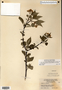 Image taken for vplants.org  project. Botanical specimen V0012016F
