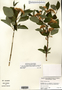 Image taken for vplants.org  project. Botanical specimen V0012024F