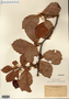 Image taken for vplants.org  project. Botanical specimen V0012063F