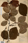 Image taken for vplants.org  project. Botanical specimen V0012086F