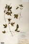 Image taken for vplants.org  project. Botanical specimen V0012124F