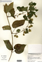 Image taken for vplants.org  project. Botanical specimen V0012130F