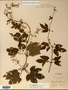 Image taken for vplants.org  project. Botanical specimen V0012133F