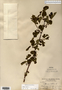 Image taken for vplants.org  project. Botanical specimen V0012157F