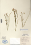 Image taken for vplants.org  project. Botanical specimen V0013385F