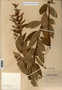 Image taken for vplants.org  project. Botanical specimen V0013616F