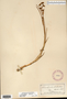 Image taken for vplants.org  project. Botanical specimen V0014395F