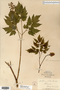 Image taken for vplants.org  project. Botanical specimen V0017058F