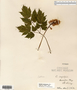 Image taken for vplants.org  project. Botanical specimen V0017061F