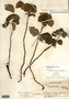 Image taken for vplants.org  project. Botanical specimen V0018209F