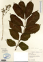 Image taken for vplants.org  project. Botanical specimen V0018228F