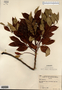 Image taken for vplants.org  project. Botanical specimen V0018229F