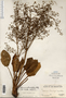 Image taken for vplants.org  project. Botanical specimen V0019263F