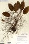 Image taken for vplants.org  project. Botanical specimen V0019270F