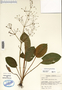 Image taken for vplants.org  project. Botanical specimen V0019274F