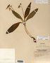 Image taken for vplants.org  project. Botanical specimen V0019799F