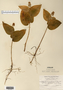 Image taken for vplants.org  project. Botanical specimen V0019976F