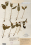 Image taken for vplants.org  project. Botanical specimen V0019981F