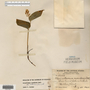 Image taken for vplants.org  project. Botanical specimen V0019988F