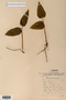 Image taken for vplants.org  project. Botanical specimen V0019997F