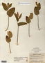Image taken for vplants.org  project. Botanical specimen V0020003F