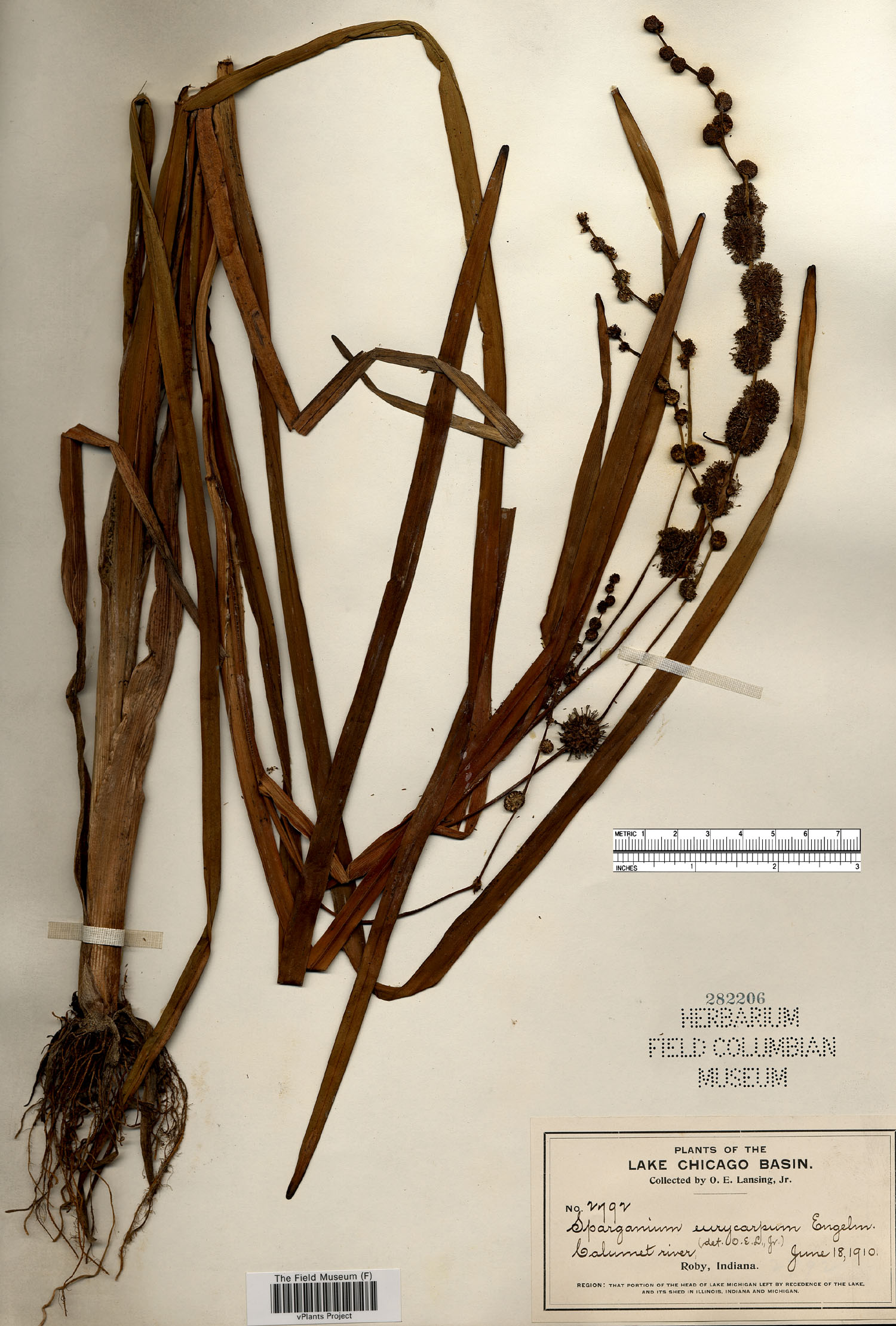 Catalogue | Botanical Collections