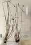 Image taken for vplants.org  project. Botanical specimen V0020843F