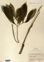 Image taken for vplants.org  project. Botanical specimen V0020916F