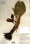 Image taken for vplants.org  project. Botanical specimen V0021003F