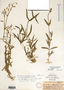 Image taken for vplants.org  project. Botanical specimen V0021527F