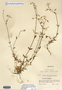 Image taken for vplants.org  project. Botanical specimen V0021543F