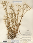 Image taken for vplants.org  project. Botanical specimen V0021553F