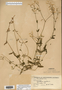 Image taken for vplants.org  project. Botanical specimen V0021562F