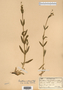 Image taken for vplants.org  project. Botanical specimen V0021578F
