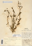 Image taken for vplants.org  project. Botanical specimen V0021585F