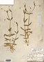Image taken for vplants.org  project. Botanical specimen V0021603F