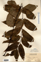 Image taken for vplants.org  project. Botanical specimen V0022416F