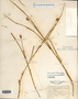 Image taken for vplants.org  project. Botanical specimen V0023394F