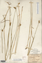 Image taken for vplants.org  project. Botanical specimen V0023512F