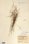 Image taken for vplants.org  project. Botanical specimen V0024726F