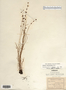 Image taken for vplants.org  project. Botanical specimen V0024728F
