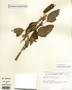 Image taken for vplants.org  project. Botanical specimen V0024808F