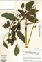 Image taken for vplants.org  project. Botanical specimen V0024812F
