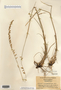 Image taken for vplants.org  project. Botanical specimen V0026402F