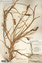 Image taken for vplants.org  project. Botanical specimen V0026732F