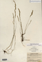 Image taken for vplants.org  project. Botanical specimen V0029592F