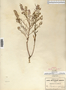 Image taken for vplants.org  project. Botanical specimen V0030243F