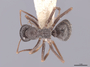 46280 Formica fusca D IN